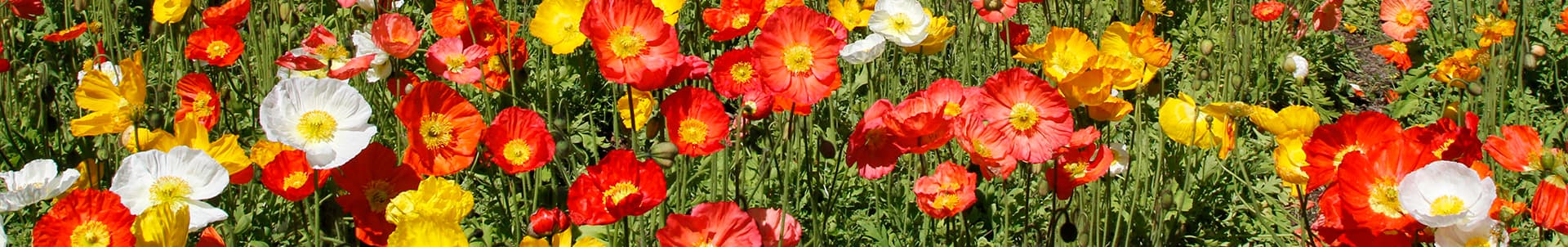 夏休み特別企画　千日紅の花摘み