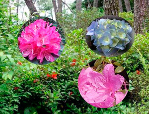 花と風と光のシンフォニー