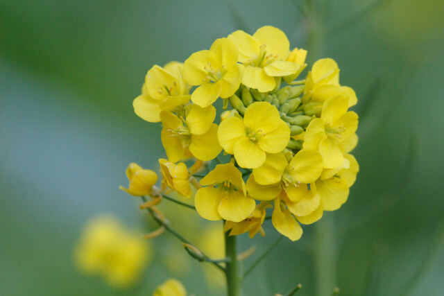 菜の花????