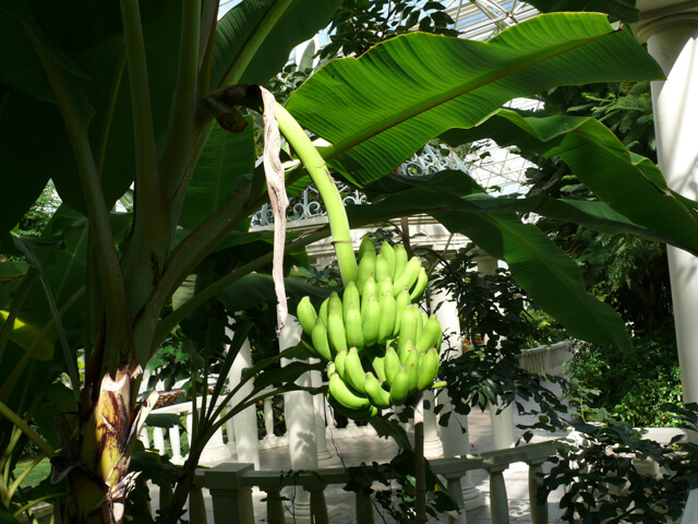 バナナ類