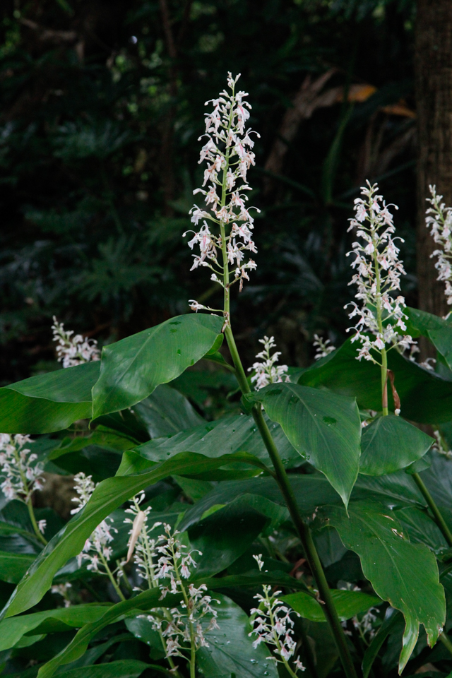 クマタケラン(熊竹蘭) フラワーパークかごしま