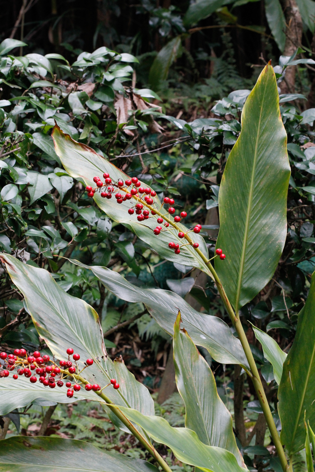クマタケラン(熊竹蘭) フラワーパークかごしま