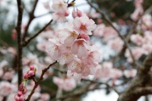 カワヅザクラ（河津桜）