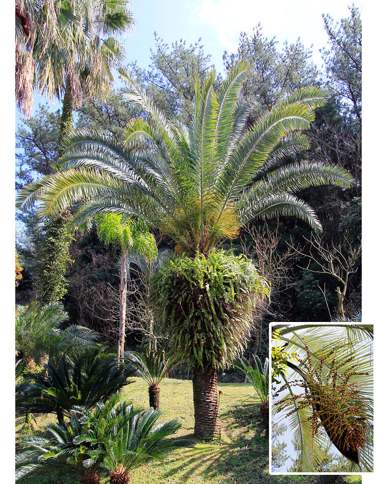 カナリーヤシ　Phoenix Canariensis