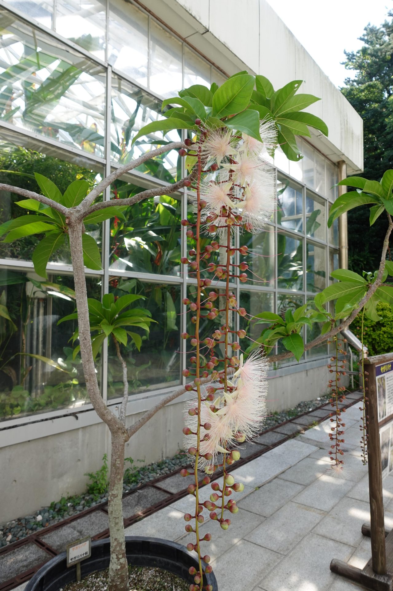 サガリバナ　苗　幻想的な植物　さわふじ　白花木