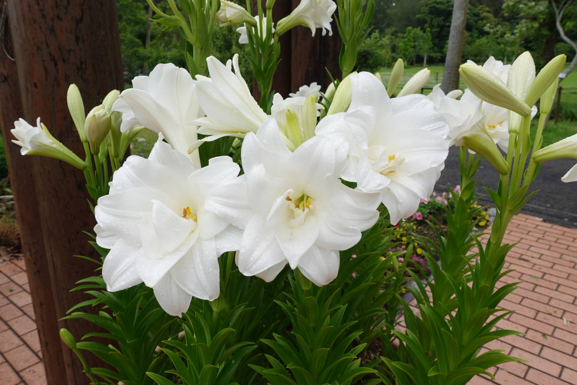 鹿児島県のオリジナル品種「咲八姫（さくやひめ）」開花 | フラワー