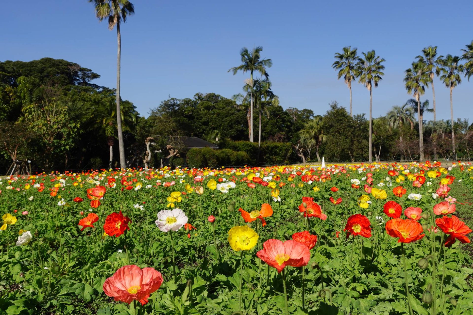フラワーパークかごしま